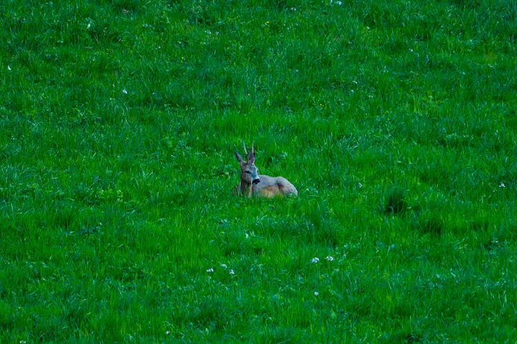 DSC_8206